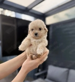 Maltipoo welpe