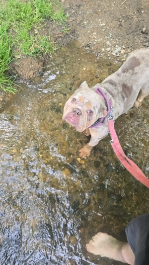 Englisch Bulldoggen Hündin bald 4 Jahre 