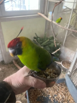 Hornsittich zahm Handaufzucht