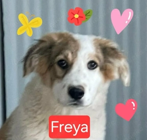 Süsses Mischlingsmädchen