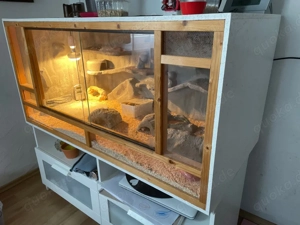5 Geccos + Terrarium 60 x 60 x 120 cm