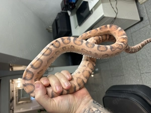 Kornnatter Scaleless