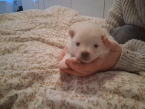 Reinrassige Zwergspitz Welpe