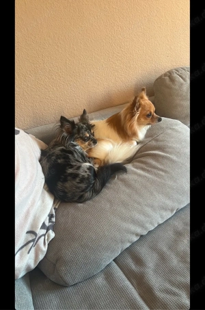  Zwei Chihuahuas in liebevolle Hände abzugeben