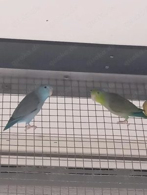 Sperlingspapageien Paar mit Voliere 