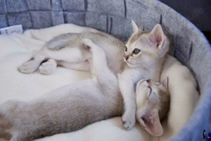 Singapura Kitten reinrassig zu verkaufen