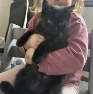 2 schwarze Kitten (Mädchen und Bub)