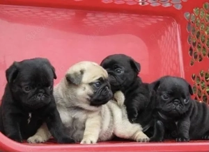 Wunderschöne  Mops welpen mit Papieren