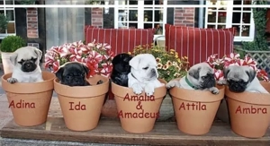 Mops Welpen für ein Haustier liebevolles zuhause