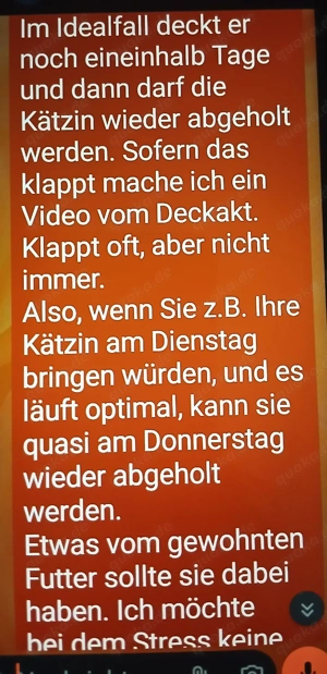 Britisch kurzhaar Deckkater  Bild 6