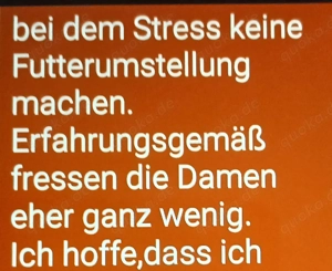 Britisch kurzhaar Deckkater  Bild 8