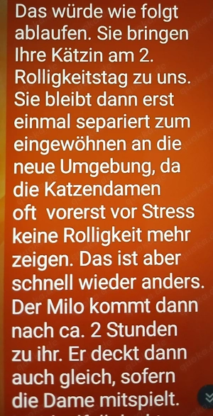 Britisch kurzhaar Deckkater  Bild 7