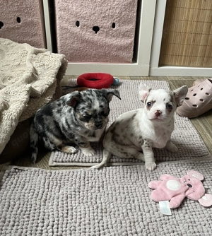 Reinrassiger Chihuahua Welpe Rüde 