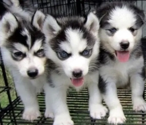 &&&& Siberian Husky Welpen mit blauen Augen &&&&