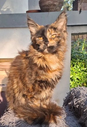 bildhübsches reinrassiges black tortie Maine Coon Mädchen  mit Stammbaum