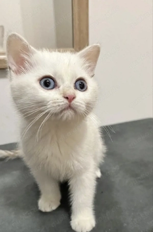 Gesundes, liebes Kitten sucht liebevolles Zuhause. 