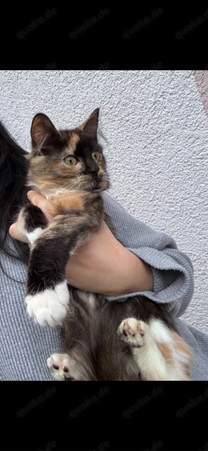 Babykatzen Maine Coon Mix 3 monate ab sofort FESTPREIS