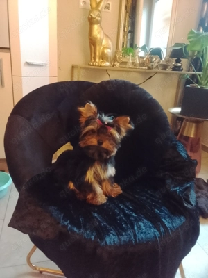 Mini Yorkshiere Terrier Mädchen 