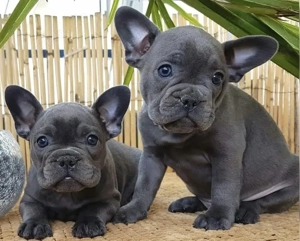Zuckersüße sportliche Französische Bulldoggen Welpen Blue Lilac