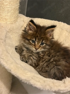 XXL Maine Coon Kitten Katerchen mit Stammbaum, Kater Bild 8