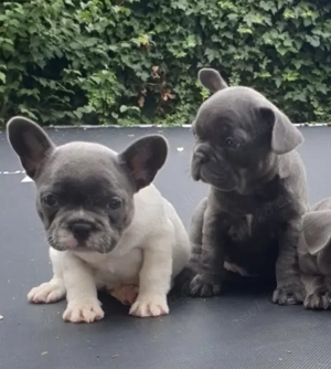 Französische Bulldoggen Welpen 