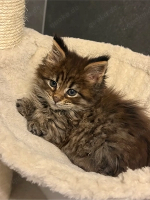 XXL Maine Coon Kitten Katerchen mit Stammbaum, Kater Bild 6