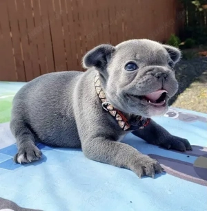 Zuckersüße Französische Bulldoggen Welpen mit Ahnentafel