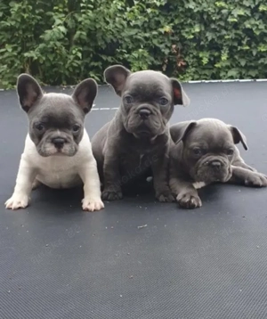Zuckersüße sportliche Französische Bulldoggen Welpen Blue Lilac