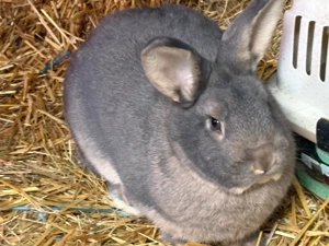 zwei deutsche Riesen