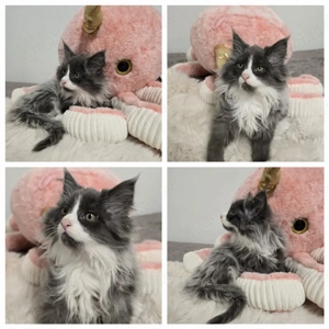 Maine Coon Kitten suchen liebevolle Öhrchenkrauler 