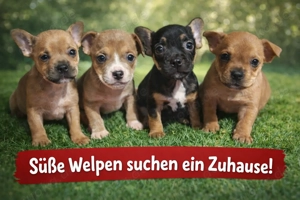 Retrobully Welpen suchen 