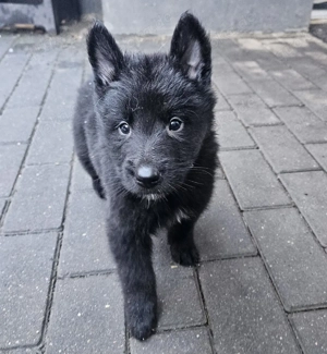 Reinrassige Groenendael Welpen 