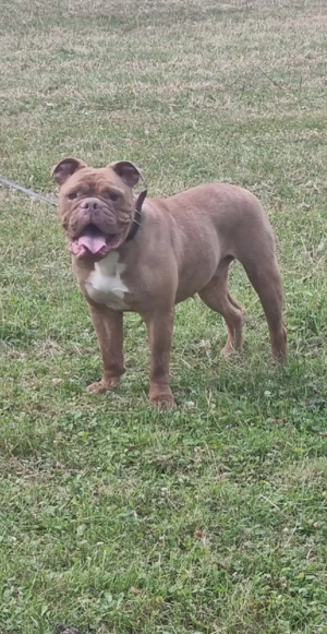 OEB Hündin sucht neues Zuhause 