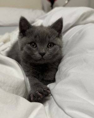 BKH mix Britisch-Kurzhaar-Mix-Katerchen