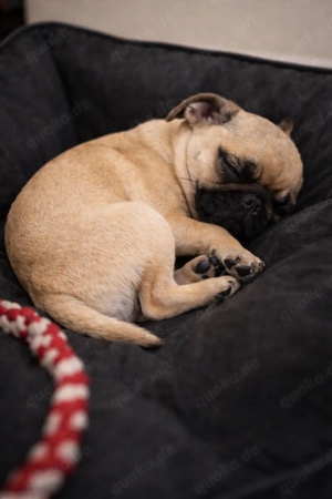mops weibchen klein und kompackt 