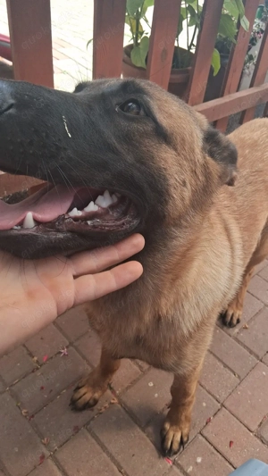 deckrüde für ihre Hündinn 