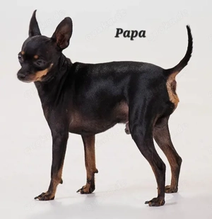 Prager Rattler Welpen Bild 7