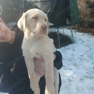 labrador welpen 