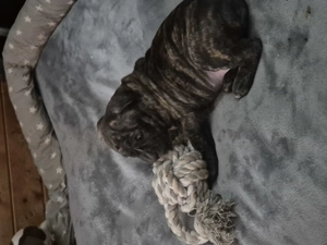 American Bully Welpen Abgabe ab 21.02.26