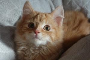 Wunderbare halb langhaarige Kitten , sehr flauschiges Fell