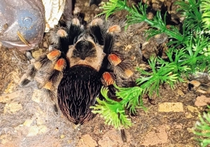 Brachypelma hamorii 