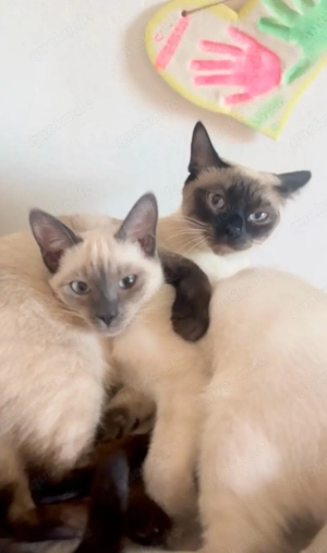 wurfankündigung SIAM KITTEN reinrassig