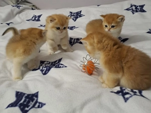 Kitten Goldene Chinchillas  BKH 