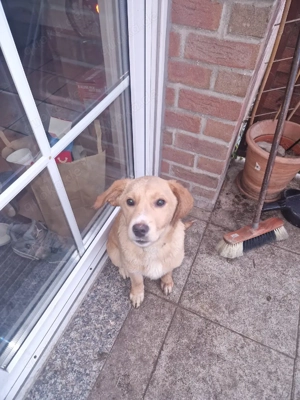 mudi bordercolie mischlinge