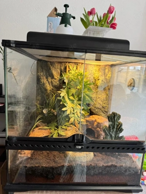 Exoterra mit Kronengeckos 