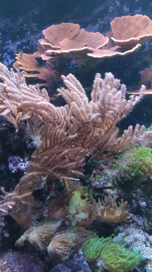 Hornkoralle Gorgonie (Weichkoralle)