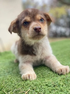 Krysante, geb. ca. 10 2025, lebt in GRIECHENLAND, auf einer privaten Pflegestelle