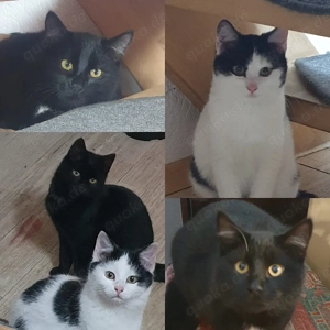 Bauernhofkätzchen suchen ein Zuhause 