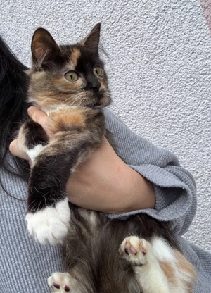 Babykatzen Maine Coon Mix 3 monate ab sofort FESTPREIS