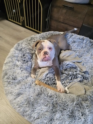 Old English Bulldog Rüde 